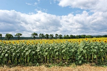 Der Klimawandel zeigt sich auch im Waldviertel. Wie die Landwirtschaft der Zukunft aussehen kann, behandelt das Museum Horn in einer Sonderausstellung. 